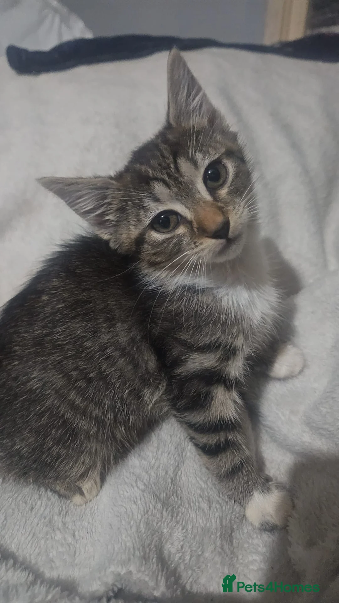 Mixed Breed cats for sale: Mixed exotic kittens - Advert 8