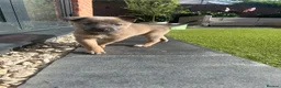 Mixed Breed dogs for sale: Border collie x Belgian Malinois  - Advert 25