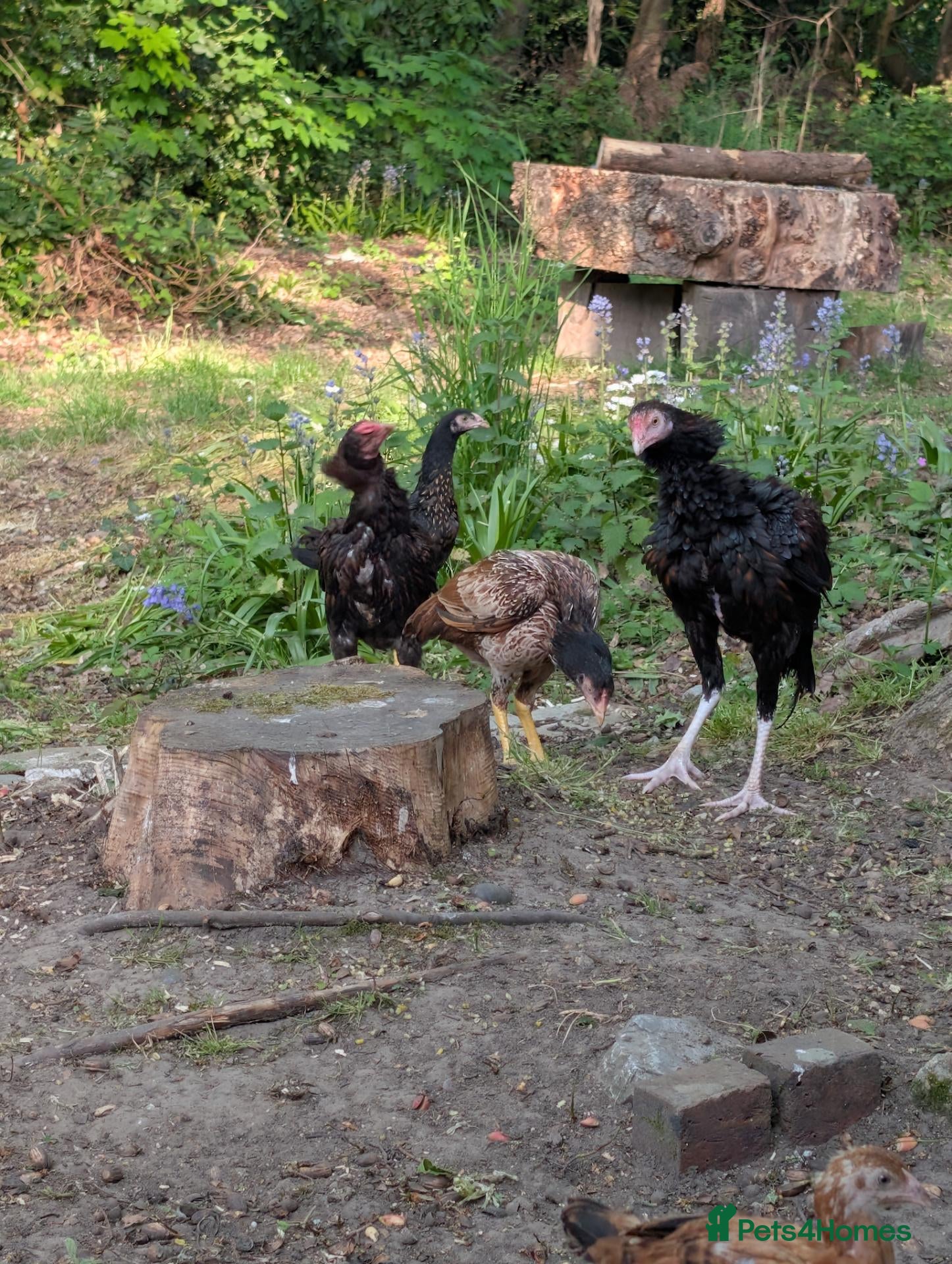 Chickens poultry for sale: Aseel for sale - Advert 20