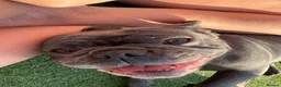 Frug dogs for sale: Rehoming our frugs  - Advert 3