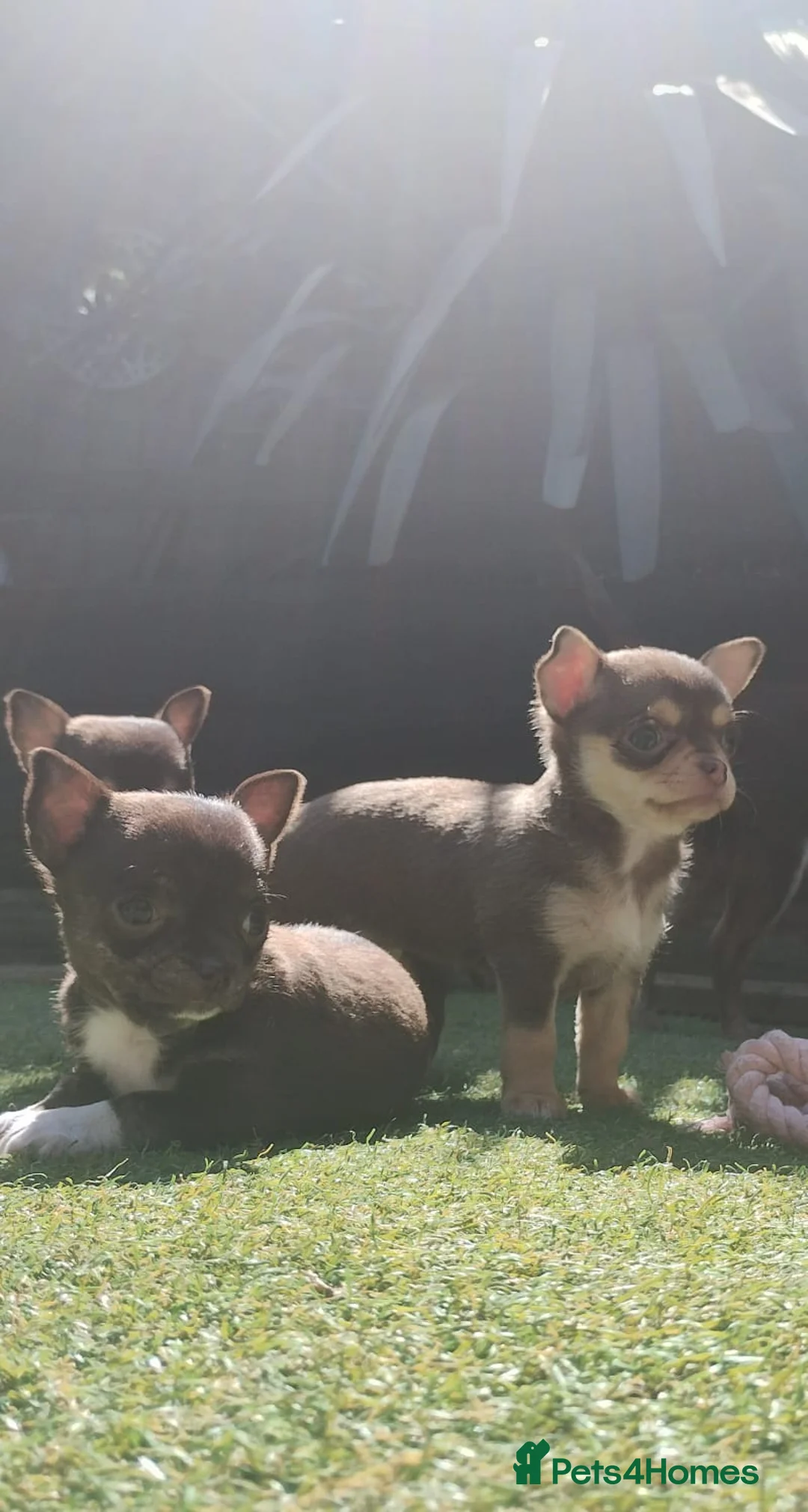 Chihuahua dogs for sale: Chihuahua Puppies - Advert 2