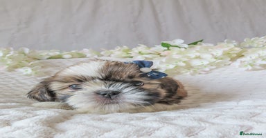 Shih Tzu dogs - Advert 11