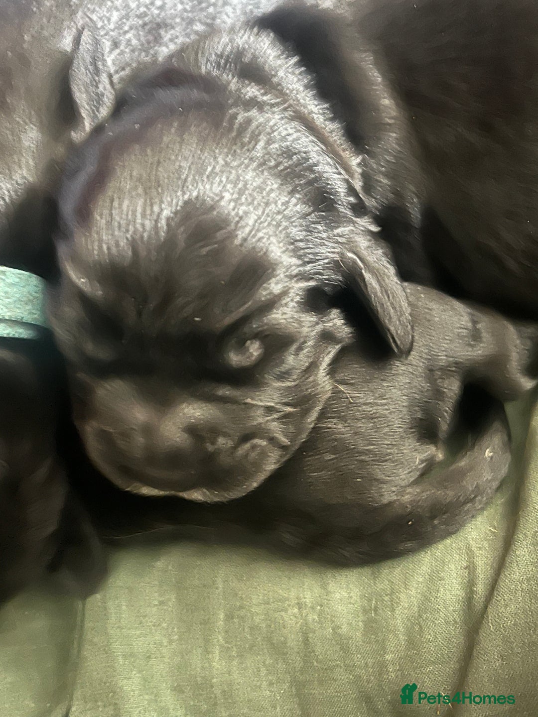 Cocker Spaniel dogs for sale: F1b cocker spaniel puppies for sale - Image 2