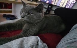 British Shorthair cats for sale: Blue British Shorthair - Nervous boy - Image 3