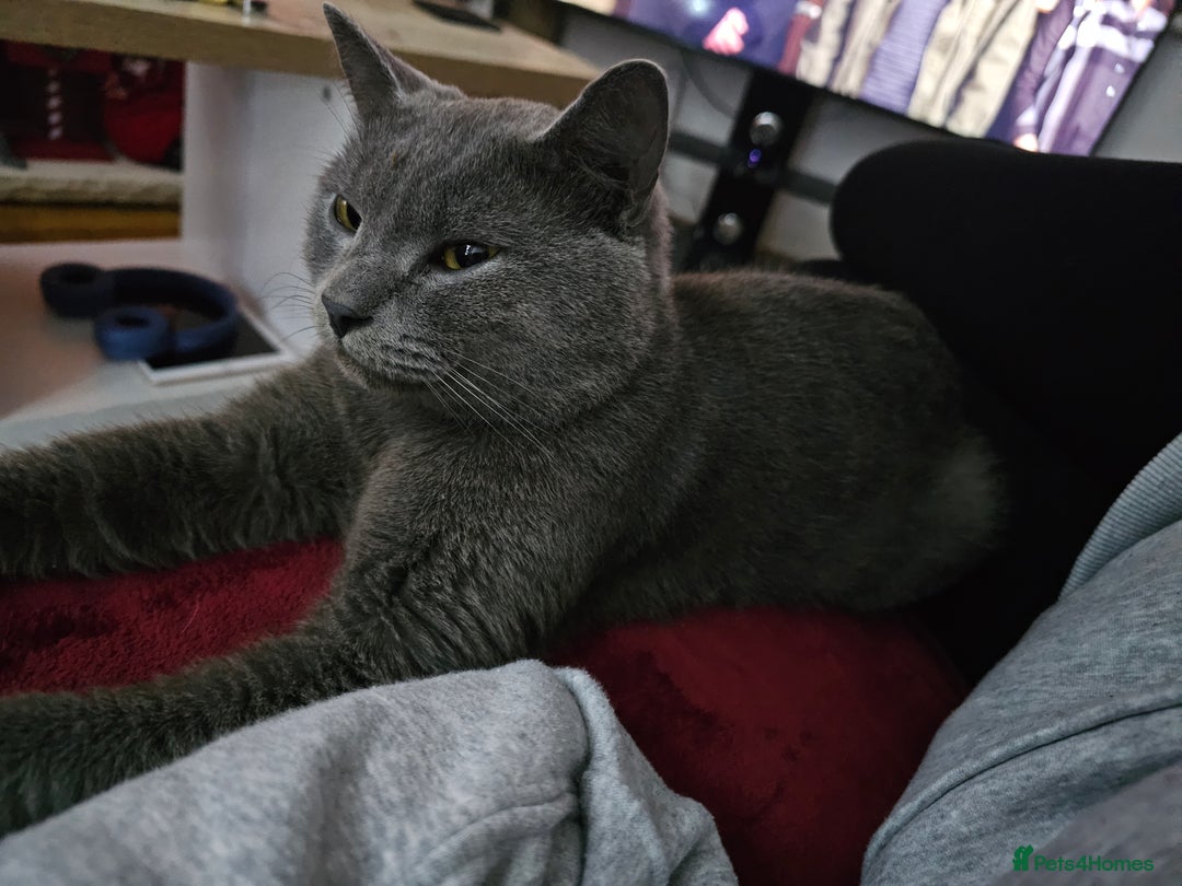 British Shorthair cats for sale: Blue British Shorthair - Nervous boy - Image 3
