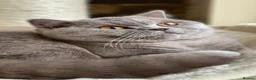 British Shorthair cats for sale: Available Now 💙 GCCF registered BSH Kittens. - Advert 2