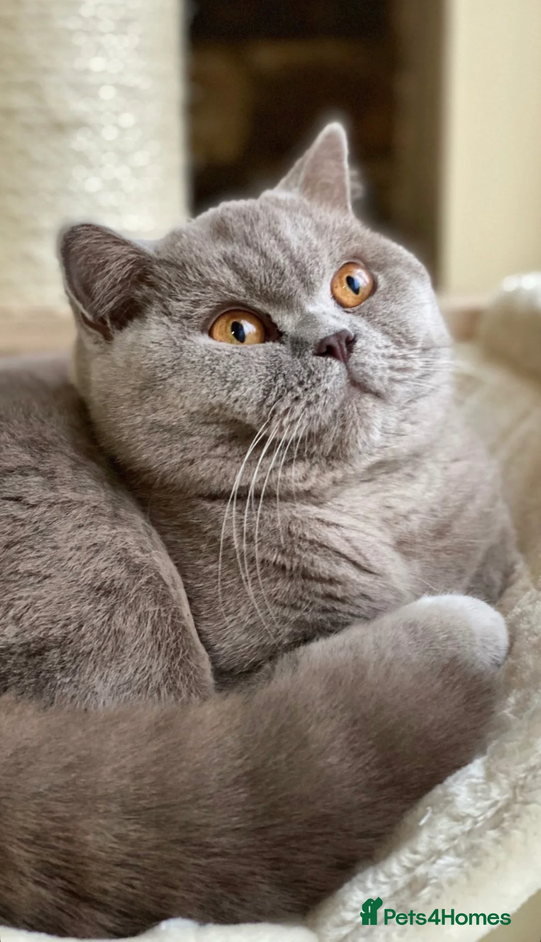 British Shorthair cats for sale: Available Now 💙 GCCF registered BSH Kittens. - Advert 2