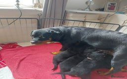 Rottweiler dogs for sale: 4 beautifull rottweiler - Image 7