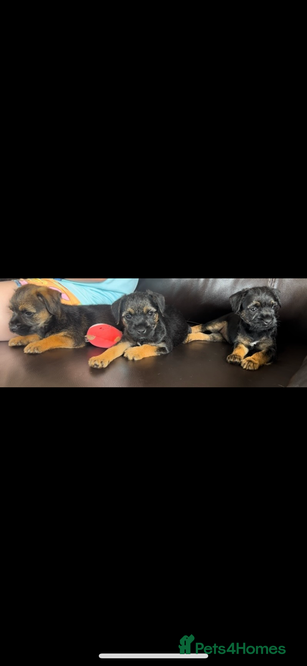 Border Terrier dogs for sale: Border Terrier puppies - Image 9