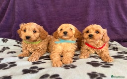 Cavapoochon dogs for sale: Cavapoonchon puppies  - Image 9