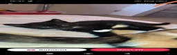 Mixed Breed cats for sale: 4 beautiful female tuxedo kittens in Aylesbury - Advert 5