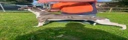 Whippet dogs for sale: Exceptional litter of KC whippets  in Shrewsbury - Advert 3