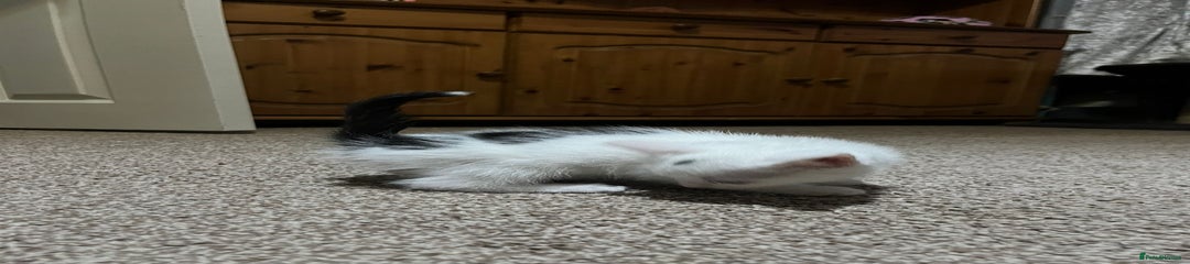 Mixed Breed Kitten 2