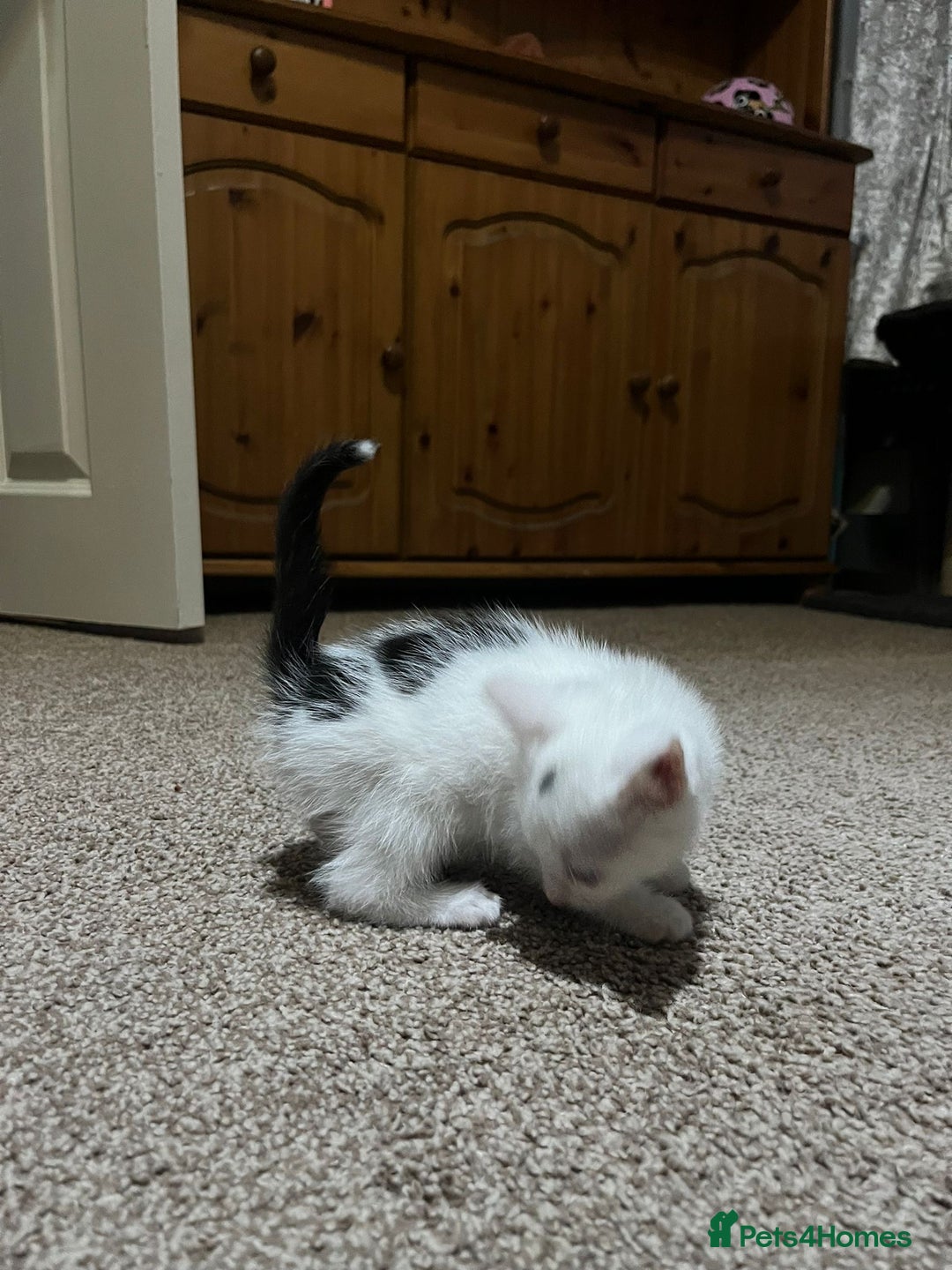 Mixed Breed cats for sale: Two kittens left - Image 2