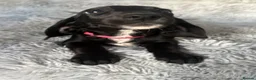 Mixed Breed dogs for sale: Miniature dachshund cross lab (dashadors)  - Advert 5