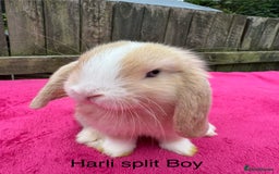 Mini Lop rabbits for sale: Friendly pure mini lops  - Image 2