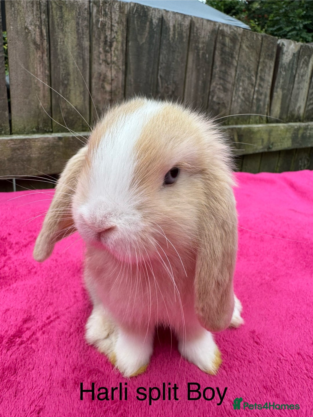 Mini Lop rabbits for sale: Friendly pure mini lops  - Image 2