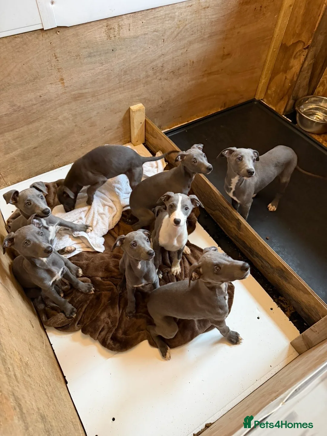 Whippet dogs for sale: Blue whippets in Rhyl - Advert 8