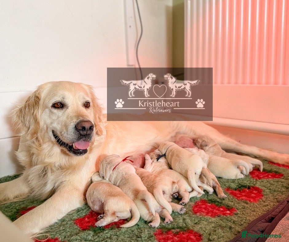 Golden Retriever dogs GOLDEN RETRIEVER PUPPIES - Advert 1