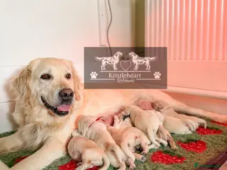 Golden Retriever dogs GOLDEN RETRIEVER PUPPIES - Advert 2
