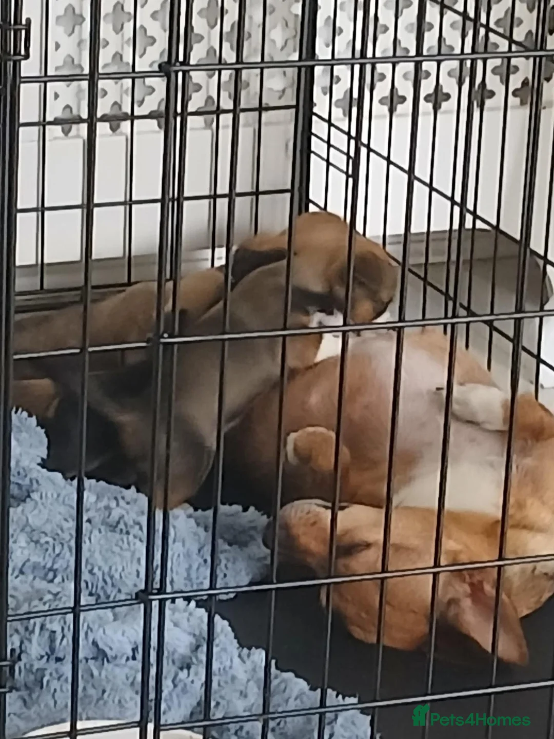 Chihuahua dogs for sale: Tiny chihuahua pups ready now - Advert 2