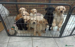 Labrador Retriever dogs for sale: Labradors puppys - Image 11