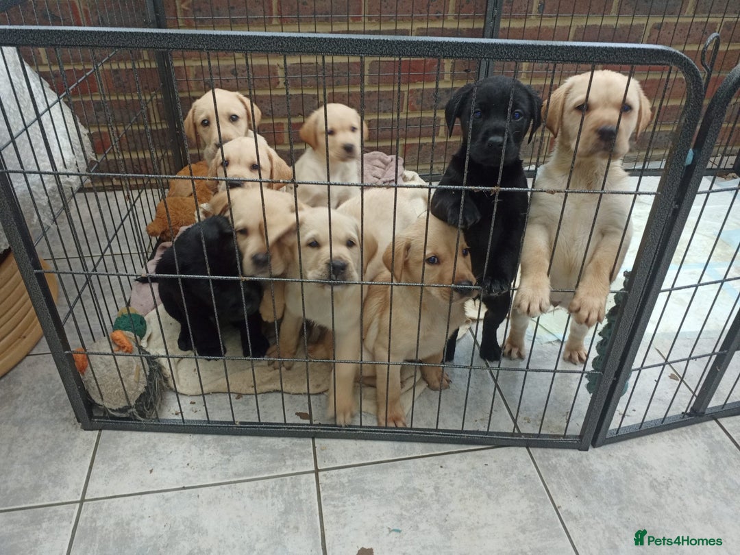 Labrador Retriever dogs for sale: Labradors puppys - Image 11