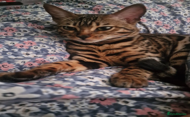 Bengal cats  🌟 Stunning Bengal Kittens  🌟 🥰🥰 - Advert 15