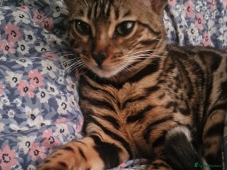 Bengal cats 🌟 Stunning Bengal Kittens 🌟 🥰🥰 - Advert 6