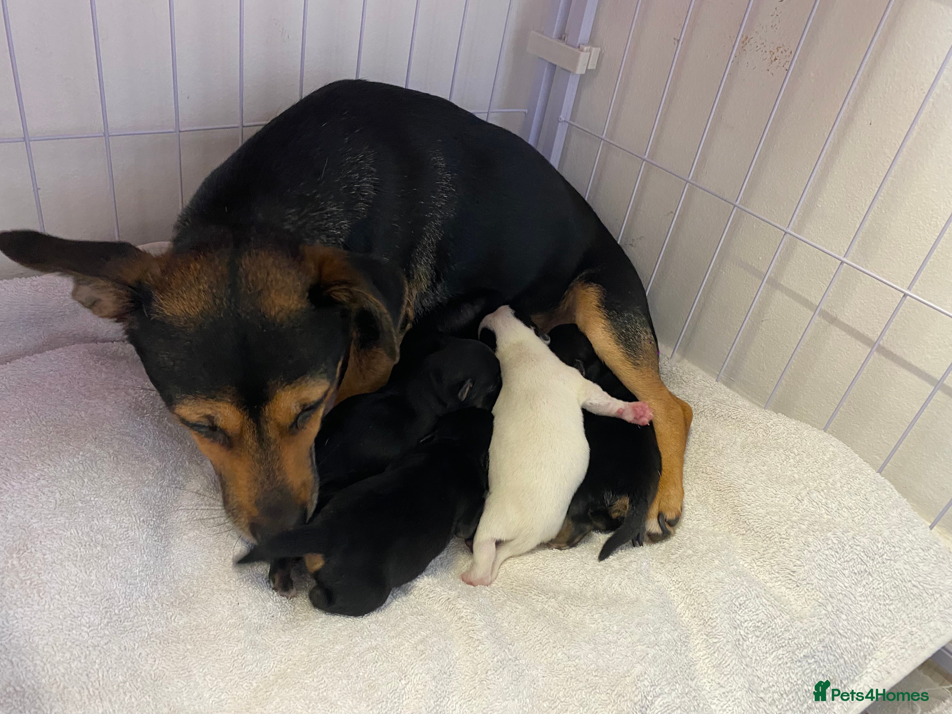 Jack Russell dogs Jack russle puppies - Advert 14