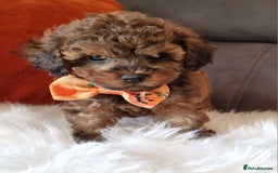 Cockapoo dogs for sale: Adorable best friend pups, sold fully vaccinated - Image 17