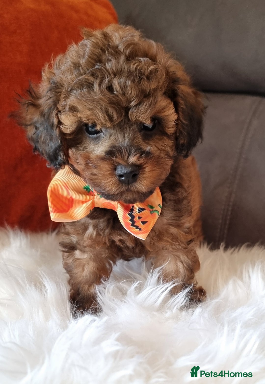 Cockapoo dogs for sale: Adorable best friend pups, sold fully vaccinated - Image 17