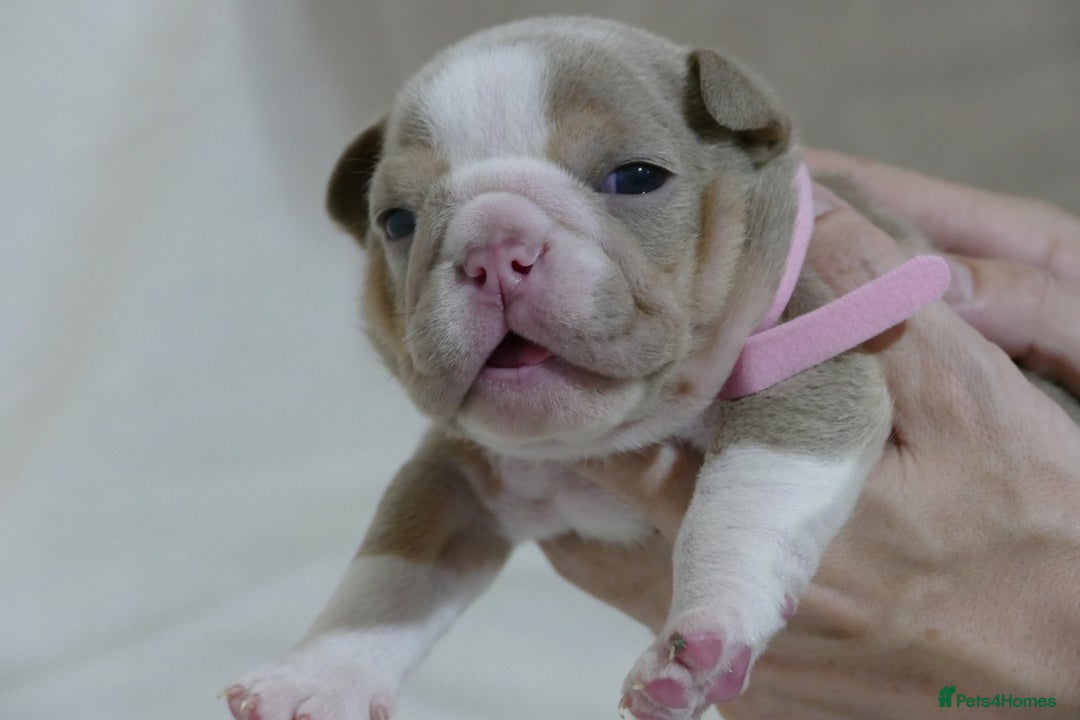 English Bulldog dogs for sale: 7 gorgeous mr muscles puppies looking for a home  - Image 7
