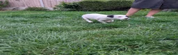 Jack Russell dogs for sale: Beautiful Jack Russell Puppies for sale 💙🐶🐾 - Advert 12