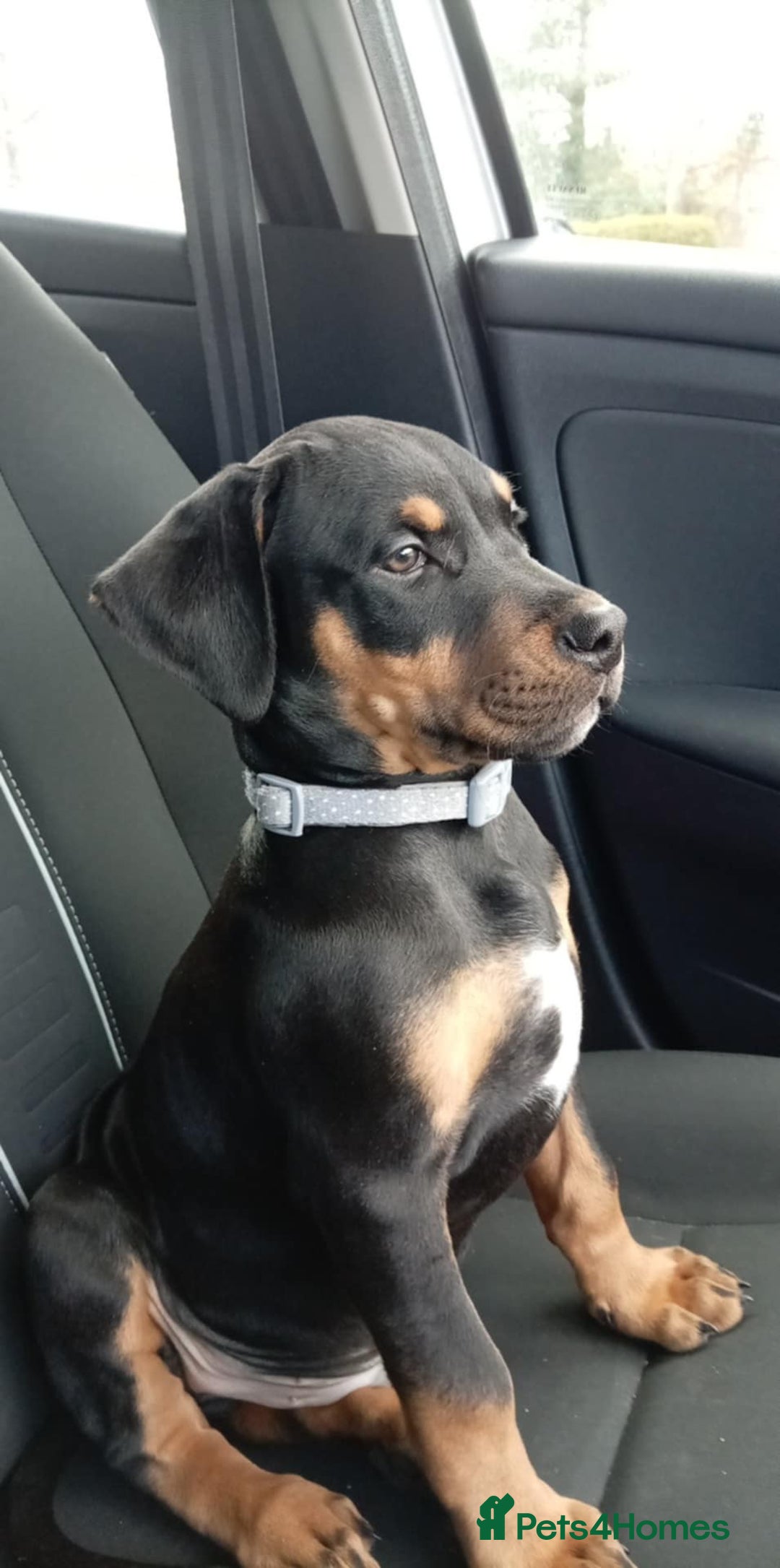Mixed Breed dogs for sale: Doberman x staffy - Advert 1