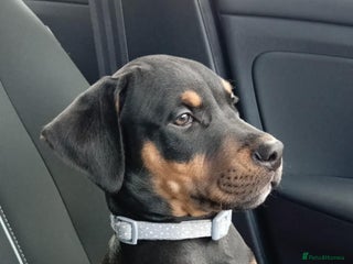 Mixed Breed dogs Doberman x staffy - Advert 1