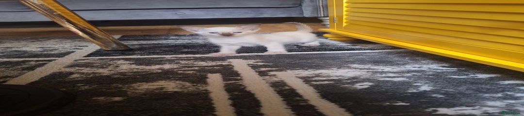 Siamese Kitten 4