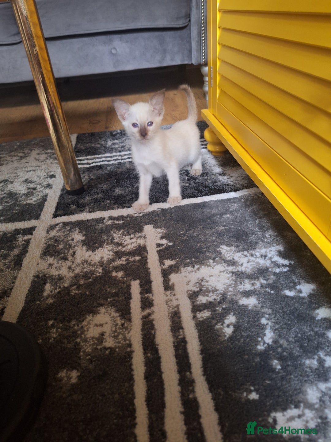 Siamese cats for sale: Beautiful Lilac and chocolate point Siamese  - Image 3