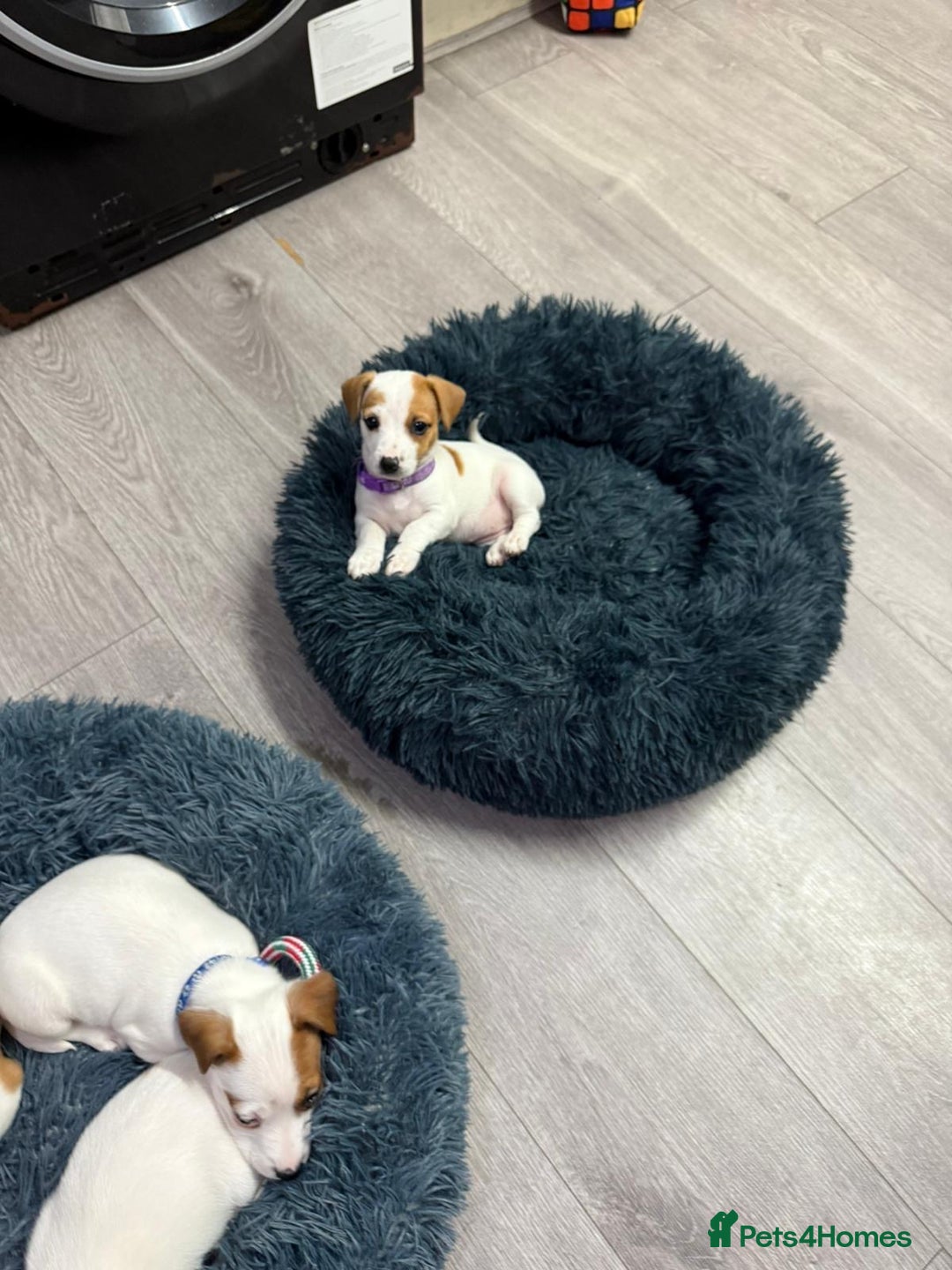 Jack Russell dogs for sale: 8 Week Old Jack Russel Puppies  - Advert 38