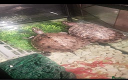 Turtle reptiles for sale: 2 mississippi map turtles and tank - Image 2