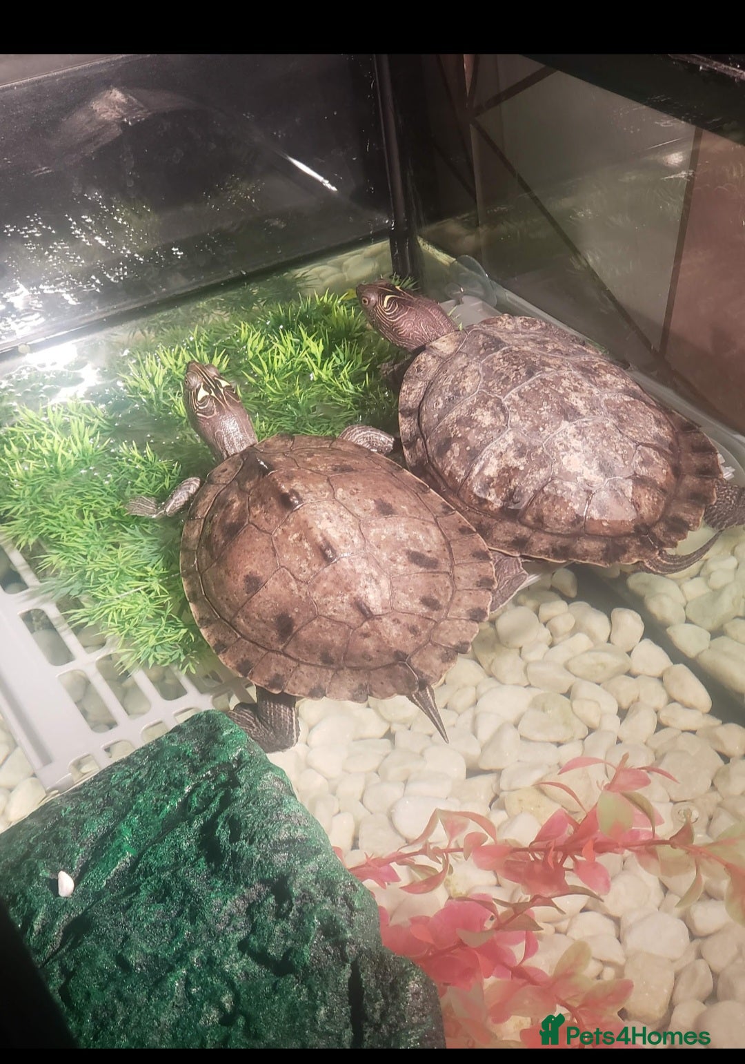Turtle reptiles for sale: 2 mississippi map turtles and tank - Image 2