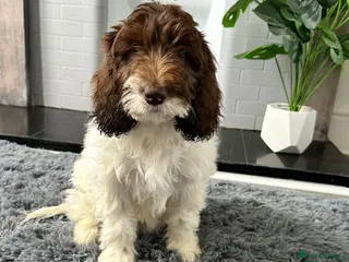 Labradoodle dogs Labradoodles puppies ready 1 female 1 male - Advert 5