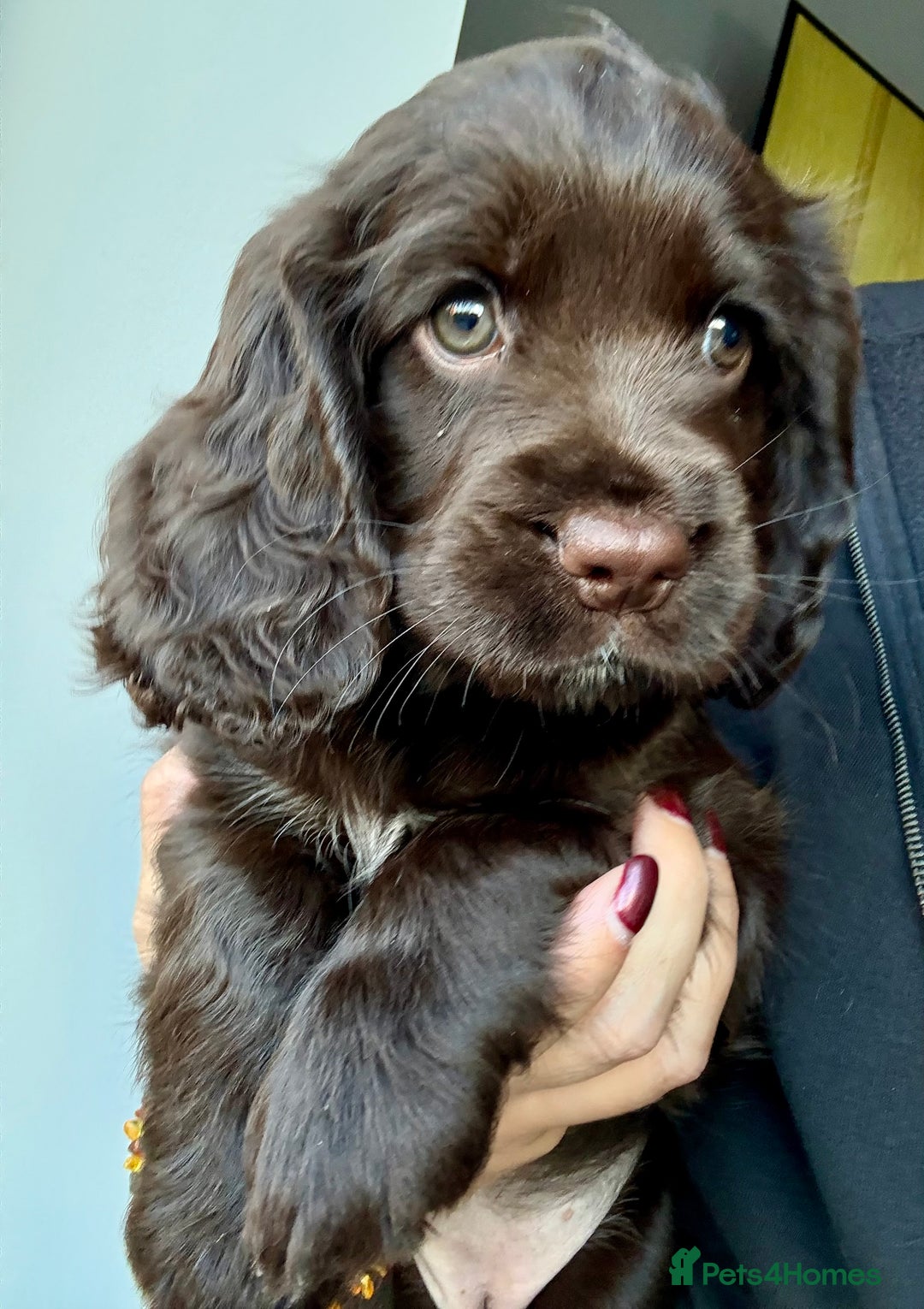 Cocker Spaniel dogs for sale: Beautiful Cocker Spaniel Pups - Image 7