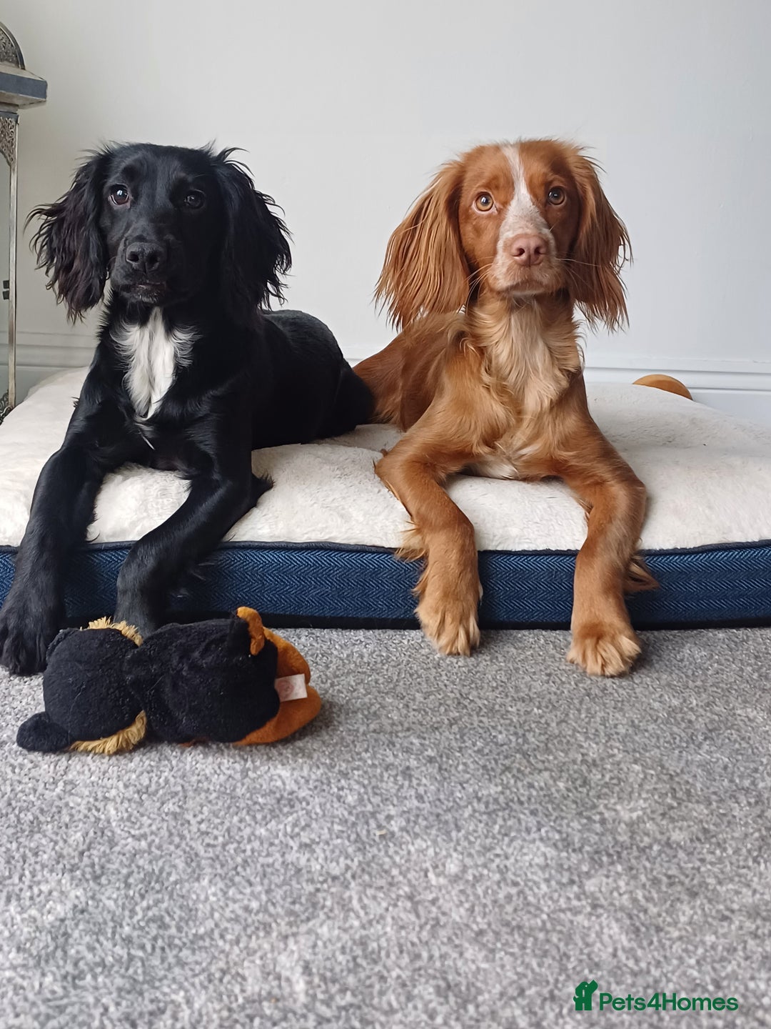 Cocker Spaniel dogs for sale: Cocker spaniel  in Gateshead - Image 12