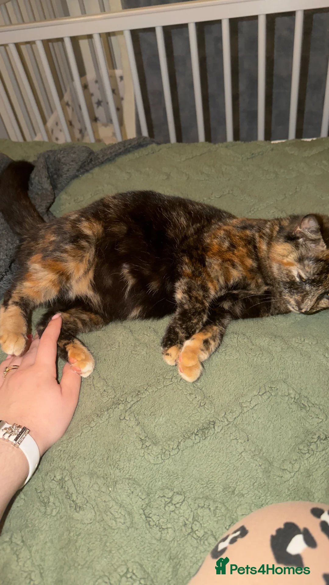 Mixed Breed cats for sale:  Two rare ginger girls  in London - Advert 1