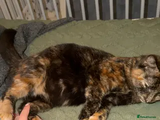 Mixed Breed cats Two rare ginger girls - Advert 1