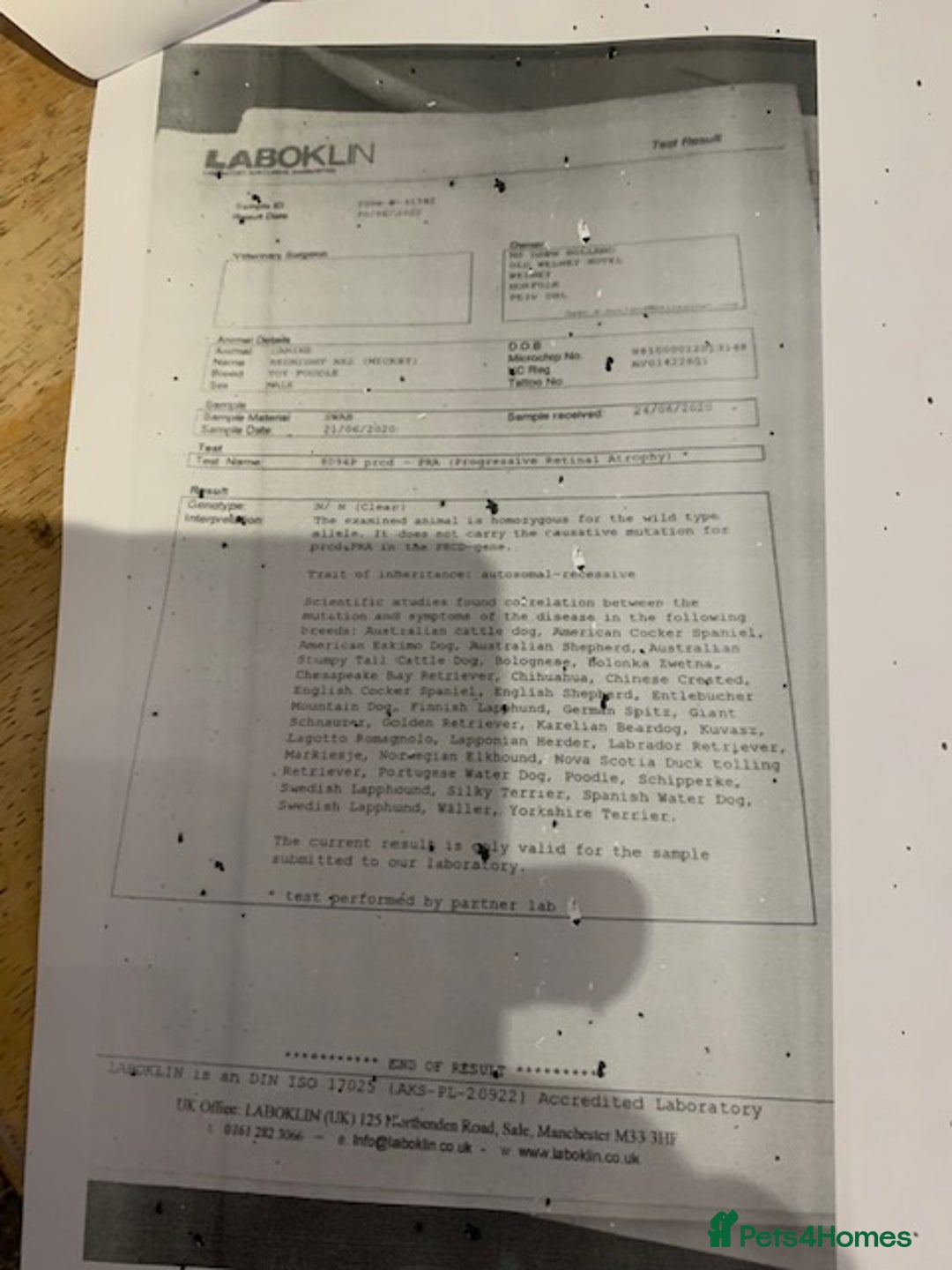 Cockapoo dogs for sale: beautifull fib cockerpoos  - Advert 11