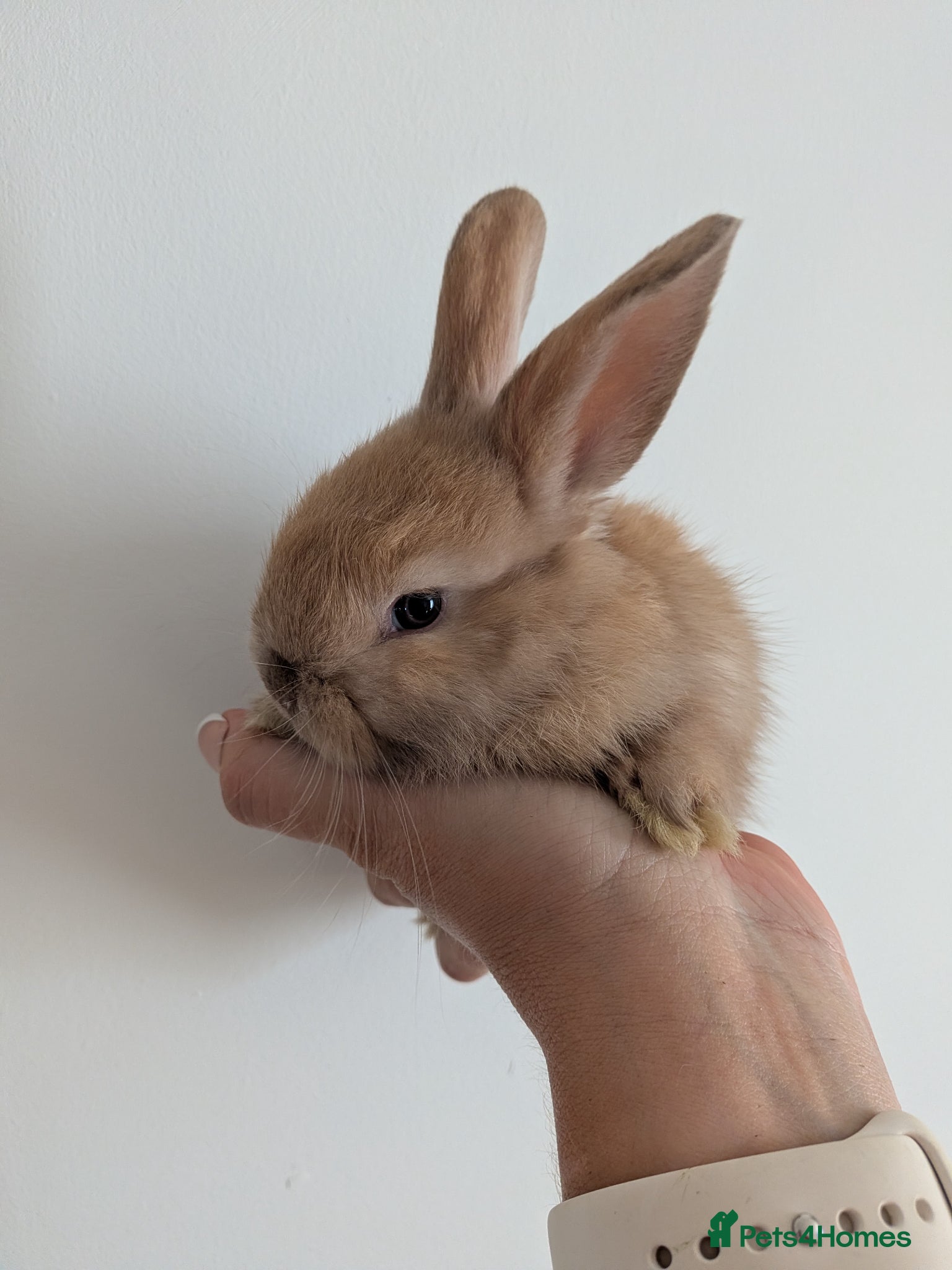 Angora rabbits Full Face English angoras avail to reserve - Advert 3
