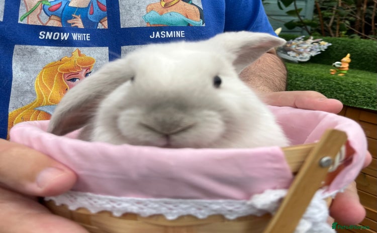Mini Lop rabbits - Advert 14