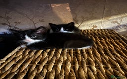 Mixed Breed cats for sale: FUR BABIES READY FOR THERE FOREVER HOMES  - Image 25